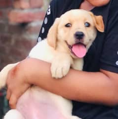LABRADOR FEMALE PUPPY AVAILABLE