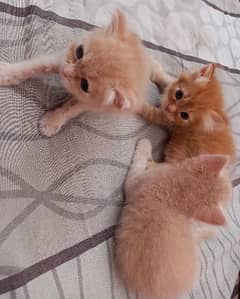 Persian kittens,male & female available,double coated,