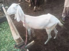 goat for sale