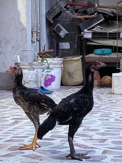 Aseel chicks black and chutkabra aseel pathay
