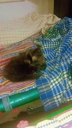 black and brown cat for sale