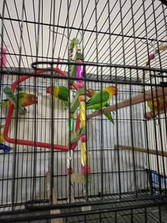 Lovebird Pair at low price