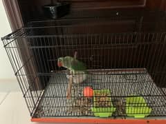 RAW PARROT FOR SALE