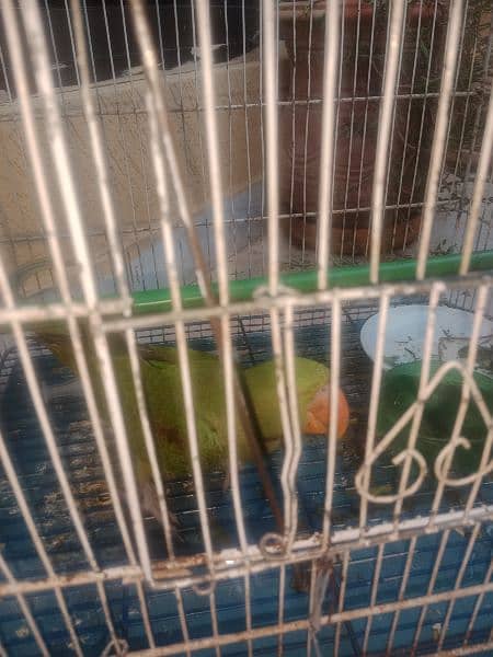 talking Raw parrot for sale 0