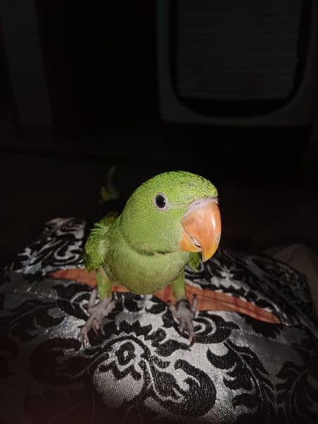 talking Raw parrot for sale 1