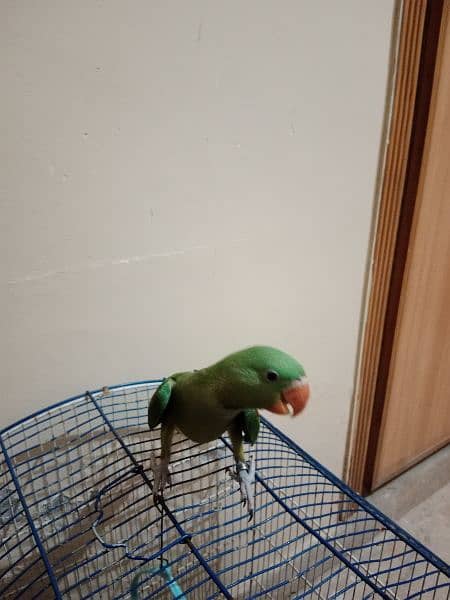 talking Raw parrot for sale 2