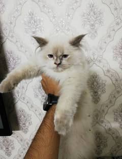 Himalayan cat pair for sale| pure breed himalayan kittens|4 months age 0