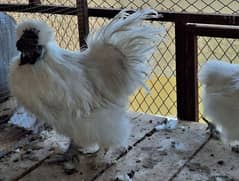 White Silkie Pair Available