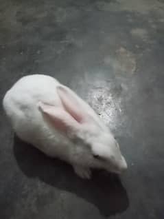 rabbit