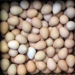 Fresh Guinea fowl eggs and egg laying pairs available