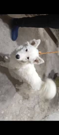 Russian dog Male white