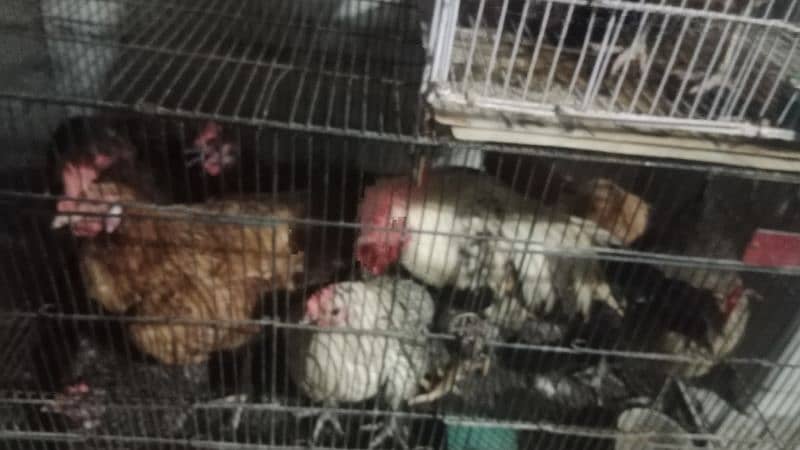 beautiful male and females hens 1