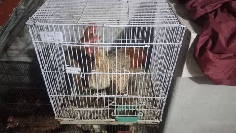 beautiful male and females hens 2