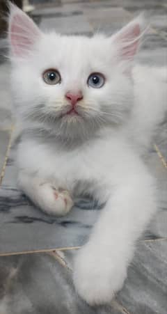 Adorable White Russian Breed Double Coat Kitten with Unique Eyes - 2 M