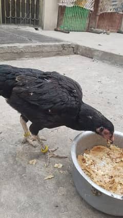 Aseel chicks Aseel Murgi For Sale