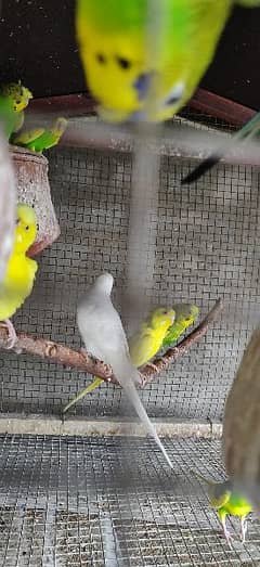 Australian parrot's and cockatiel 0