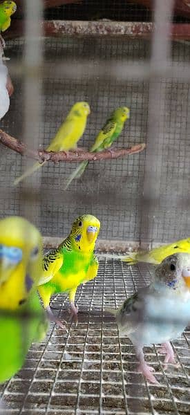 Australian parrot's and cockatiel 1