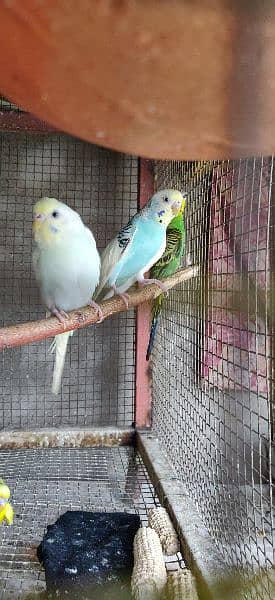 Australian parrot's and cockatiel 2