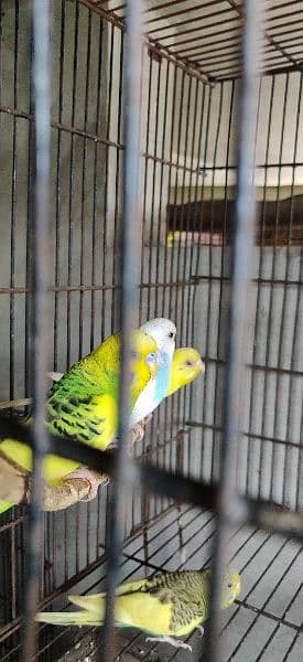 Australian parrot's and cockatiel 3