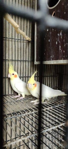 Australian parrot's and cockatiel 4