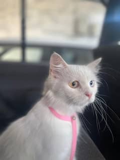 pure white persian cat