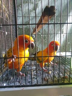 Sun Conure High Red Factor