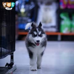 Siberian Husky 3 coated hair