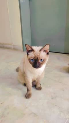 Siamese