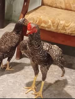 Pure Aseel Coco pair breeder