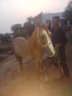 58 inch Hight healthy an active ghori