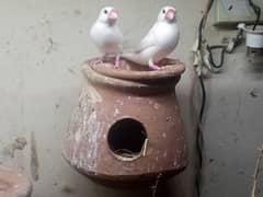 2 Breader Pair of White Java Finch par pair 4800 urgent  sle