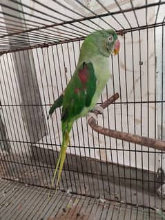 breeder female ha but fly ni kr sakti