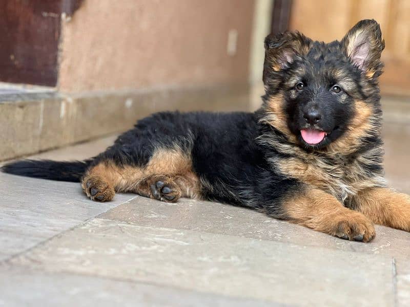 German Shepherd puppy|  Long Coat puppies | Dog For Sale | GSD 2