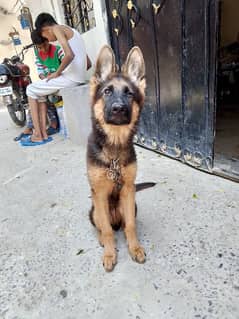 Gsd