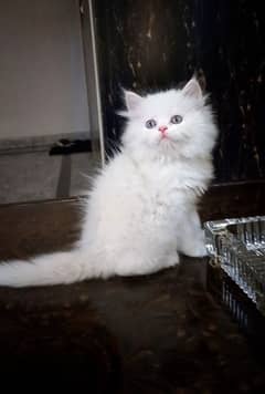 persian snow white kitten