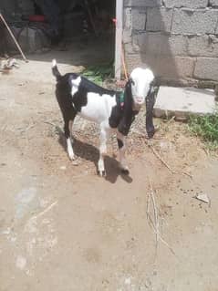 Pure Desi Beetal Path for sale| Goat for sale