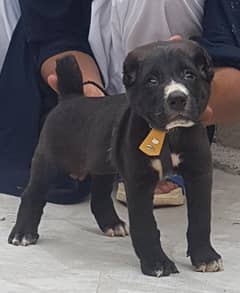 alabai security dog male 2 month for sale