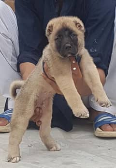 Kurdish Kangal male 2 month for sale security dog