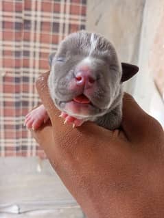 supreme quality and beautiful colour American pitbull female puppies