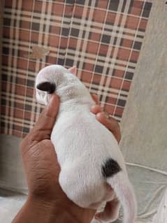 Pitbull female puppy 0