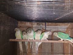 Blue turquoise cheek conure extra males for sale fresh 6 month old