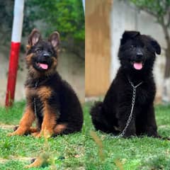 German shepherd/ black German shepherd puppies for sale/ GSD puppies
