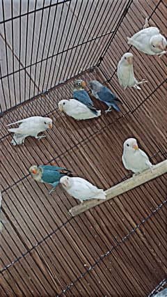 albino splits cnfrm and parblue