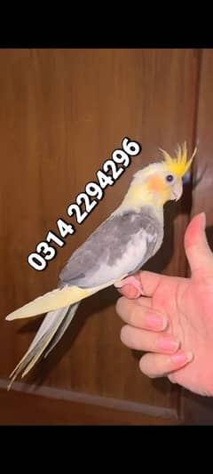 Handtamed Cocktail cockatiel Parrot