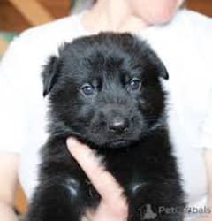 Pedigree Long coated Black German shepherd puppies for sale