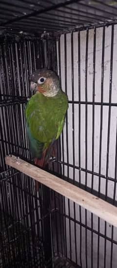 Green Chick Conure