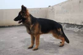 Pure German Shepherd Pedigiree Imported Blood Line