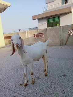 Pure bread male goat