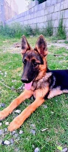 GSD female 
Active 
6 month