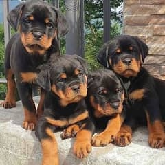 Pedigree rottweiler puppies available for sale 0